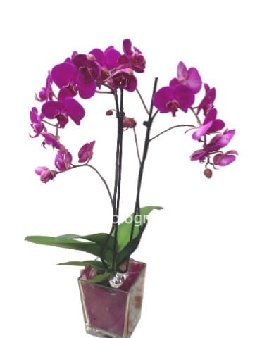 Pianta di phaleonopsis colorata