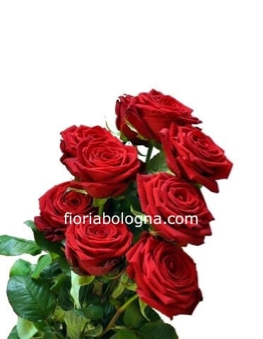 rose rosse