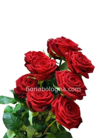Rose rosse a stelo