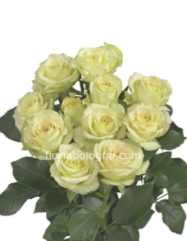 Rose bianche a steli