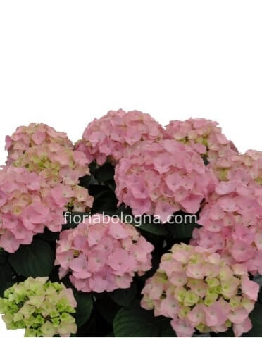 ortensia 