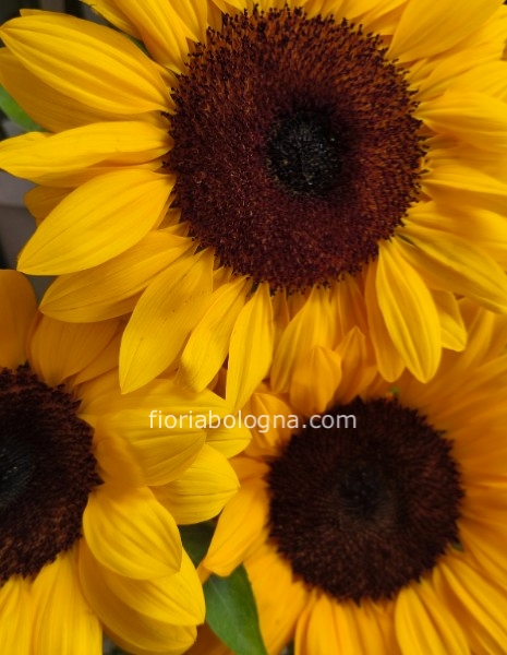 Girasoli 